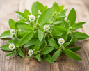 EXTRACTO DE ECLIPTA PROSTRATA